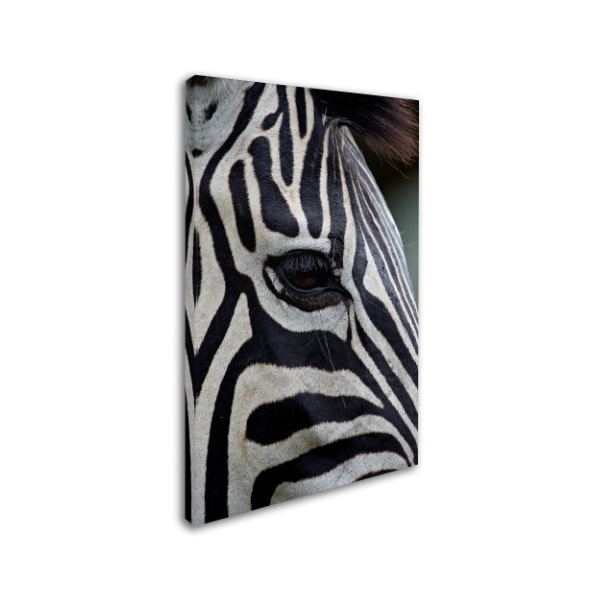 Robert Harding Picture Library 'Zebras' Canvas Art,22x32